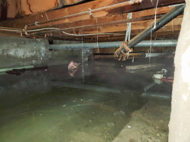 Best Flood restoration services  in Armada, MI